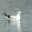 Little Gull